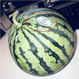湖州网红吃瓜,揭秘幕后故事与热门话题